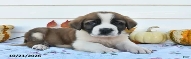 Lenny