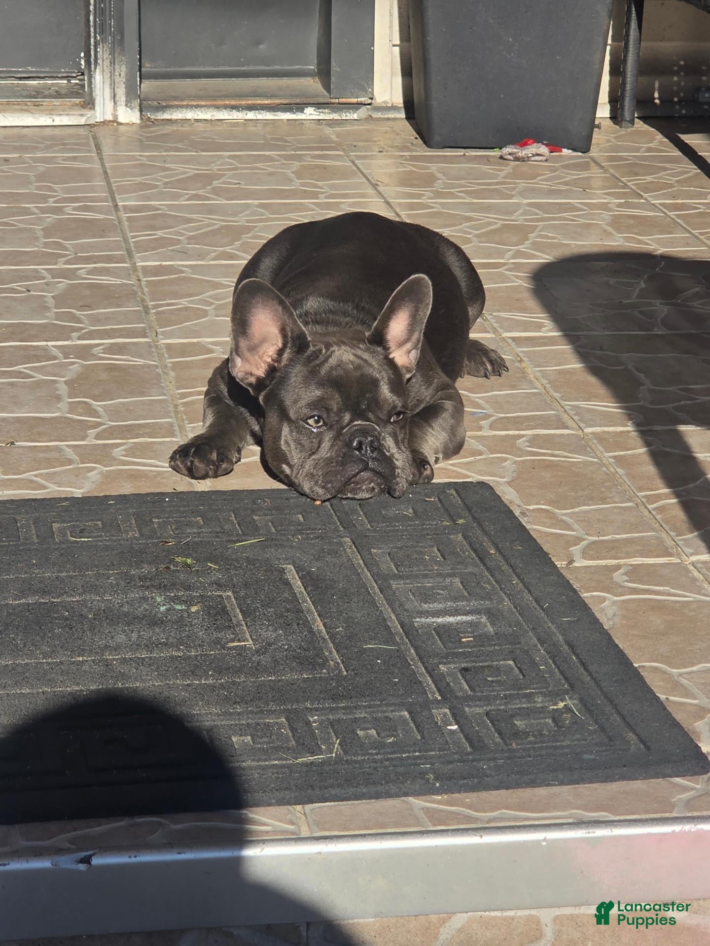 French Bulldog dogs for sale: Nola - Ad 2