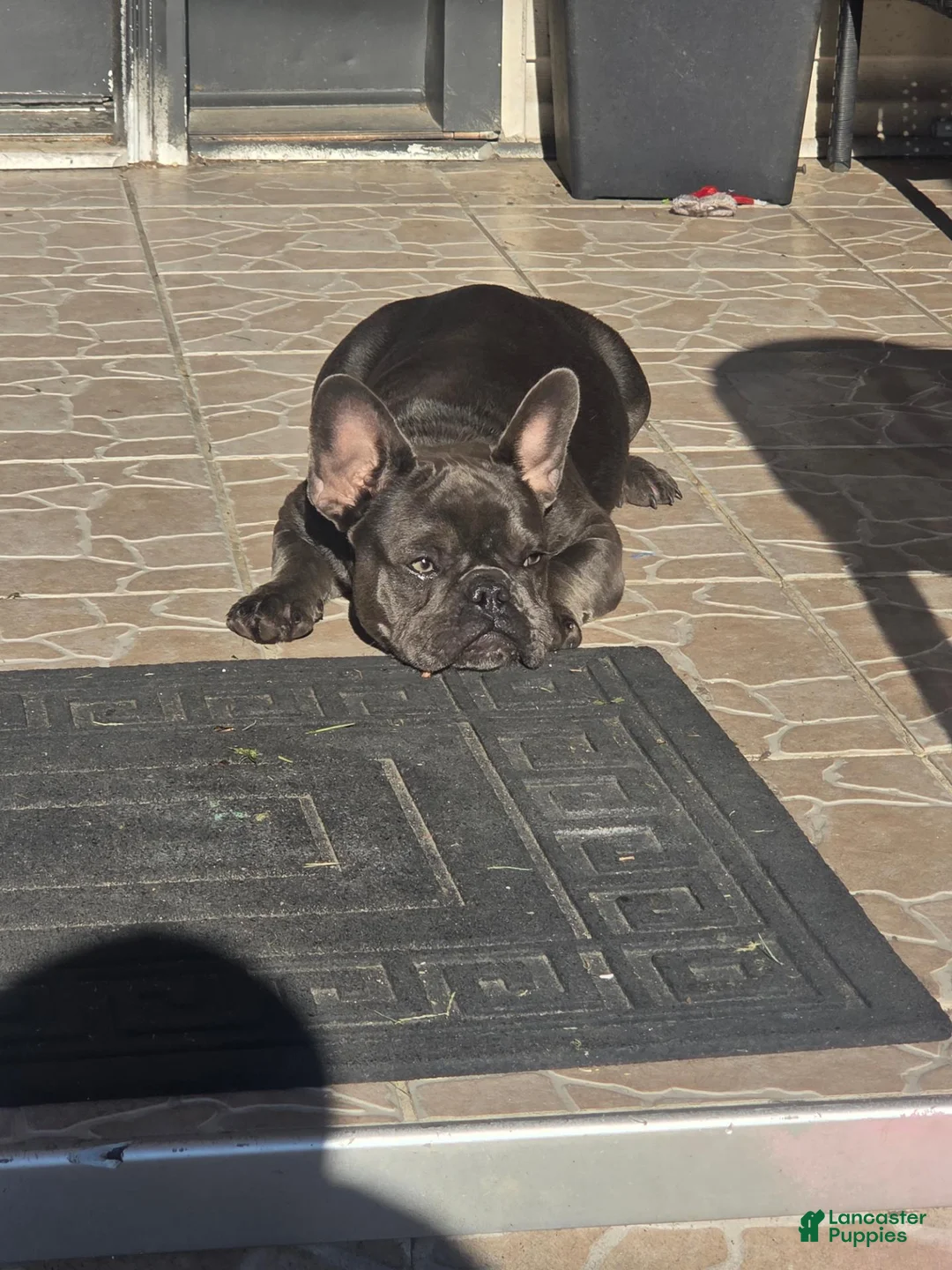 French Bulldog dogs for sale: Nola - Ad 1