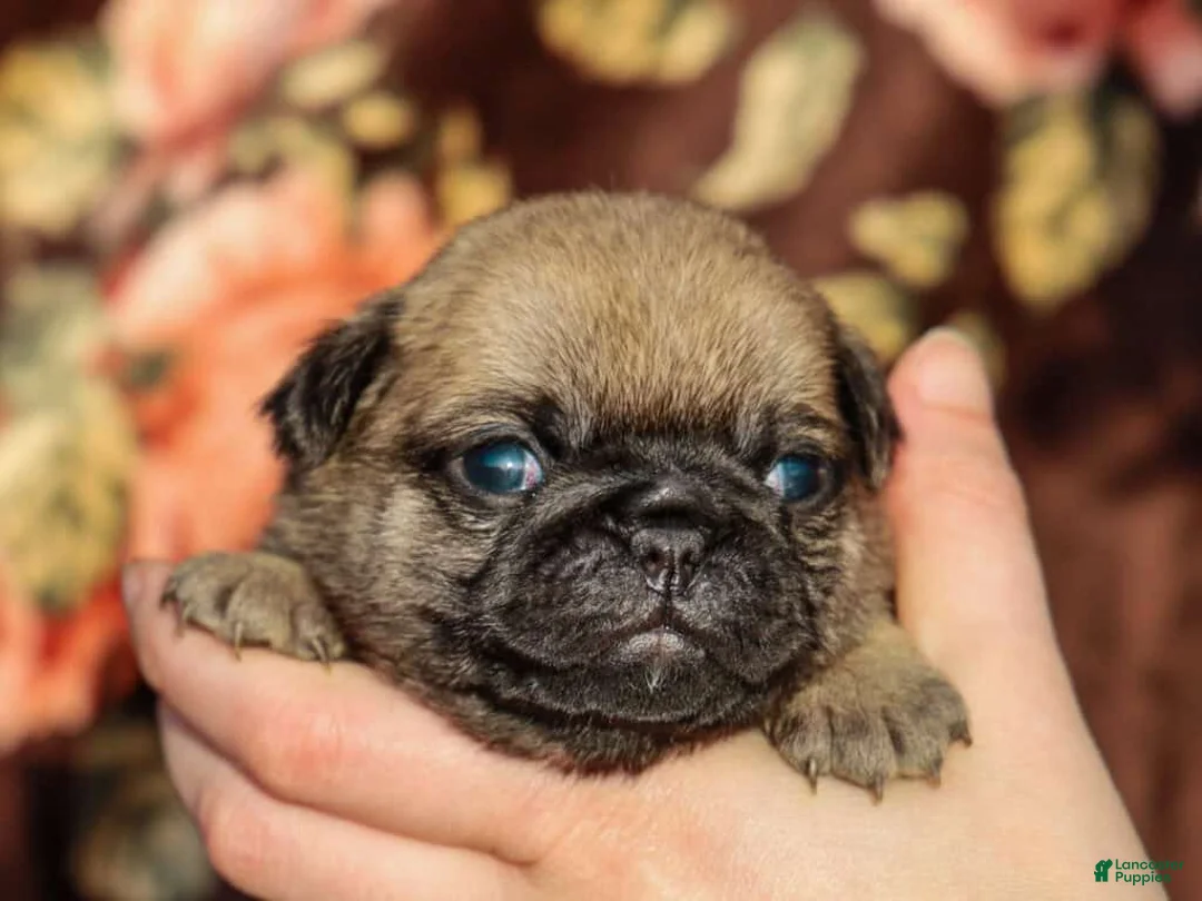 Pug dogs for sale: Lynette - Ad 4