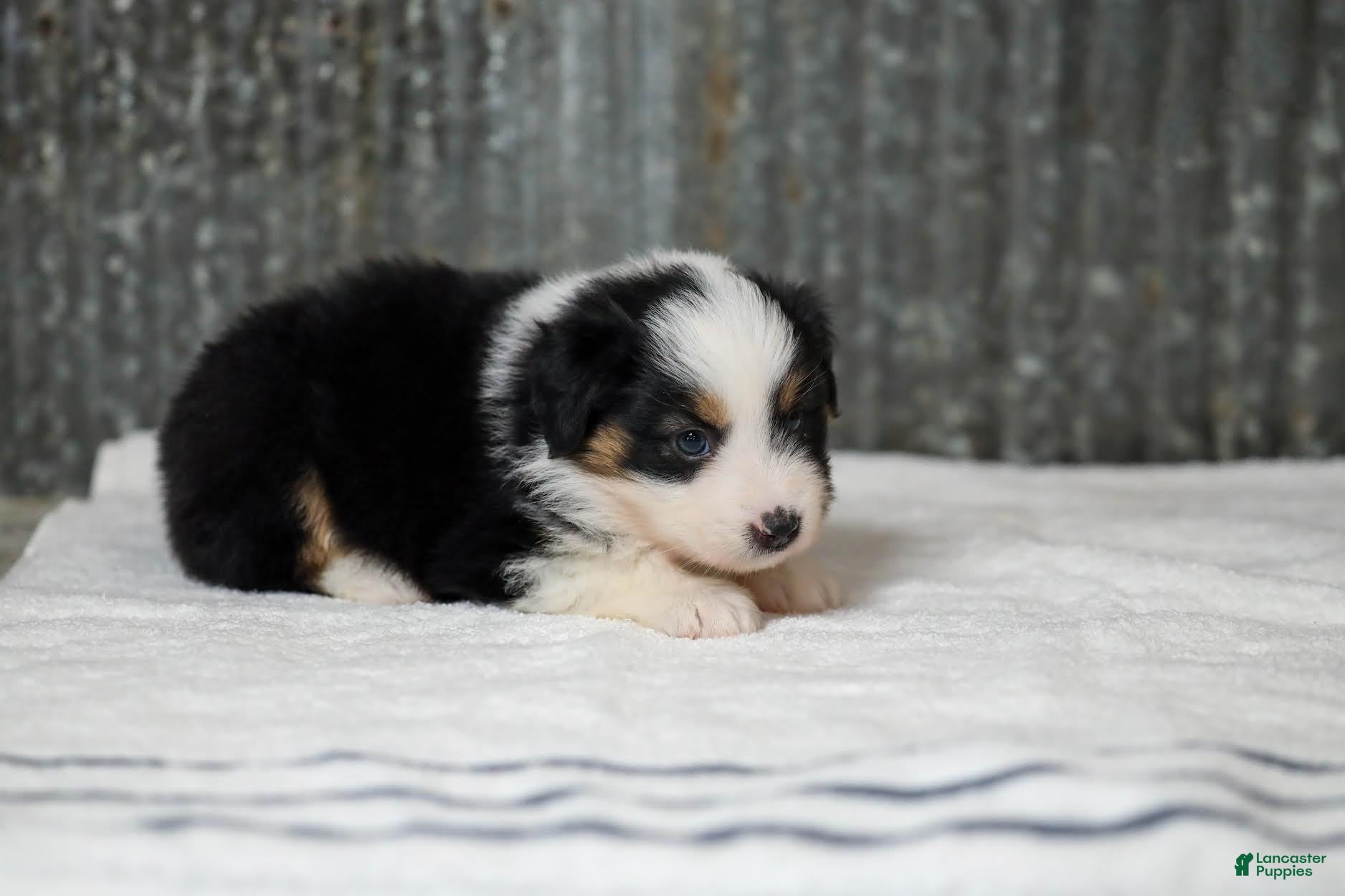 Miniature Australian Shepherd dogs Lana Miniature Australian Shepherd Puppy  - Ad 2