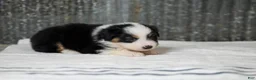Miniature Australian Shepherd dogs for sale: Lana Miniature Australian Shepherd Puppy  - Ad 4