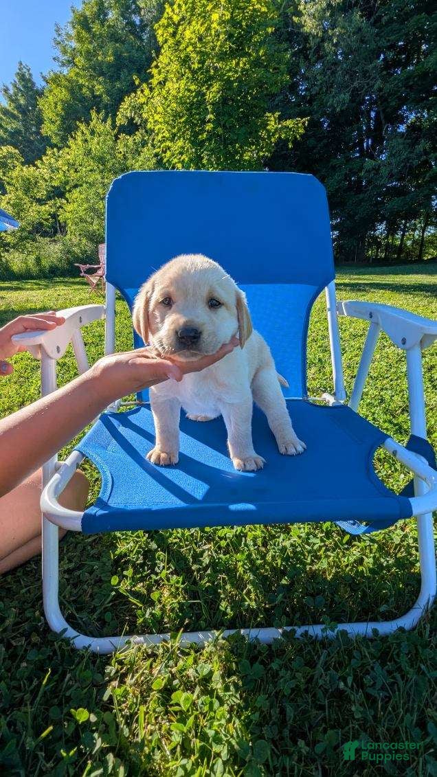 Labrador Retriever dogs Labrador Retriever 6 - Ad 1