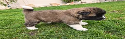 Akita dogs for sale: Oliver - Ad 4