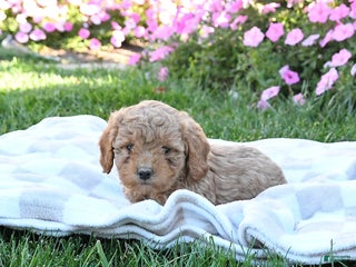 Miniature Labradoodle dogs - Ad 36