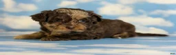 Pekapoo dogs for sale: Joy - Ad 6