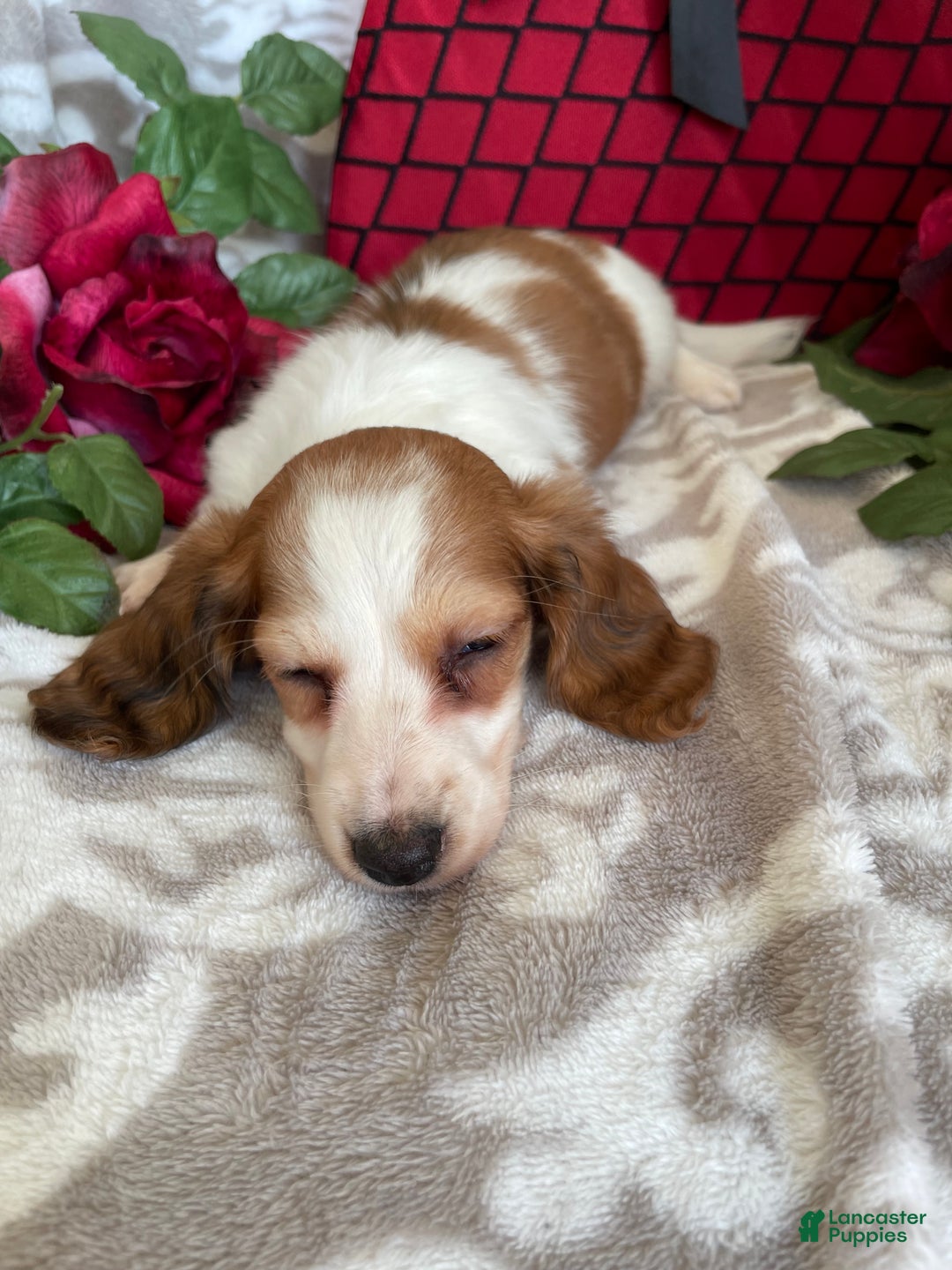Miniature Dachshund dogs for sale: Baxter - Ad 8