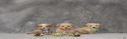 Havapoo dogs for sale: Peggy 🌷 Toy/Minature - Ad 16