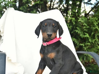 Doberman Pinscher dogs - Ad 22
