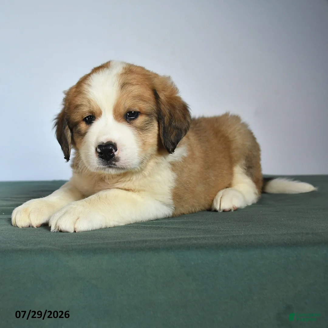 Mixed Breed dogs for sale: Chubs - Ad 2
