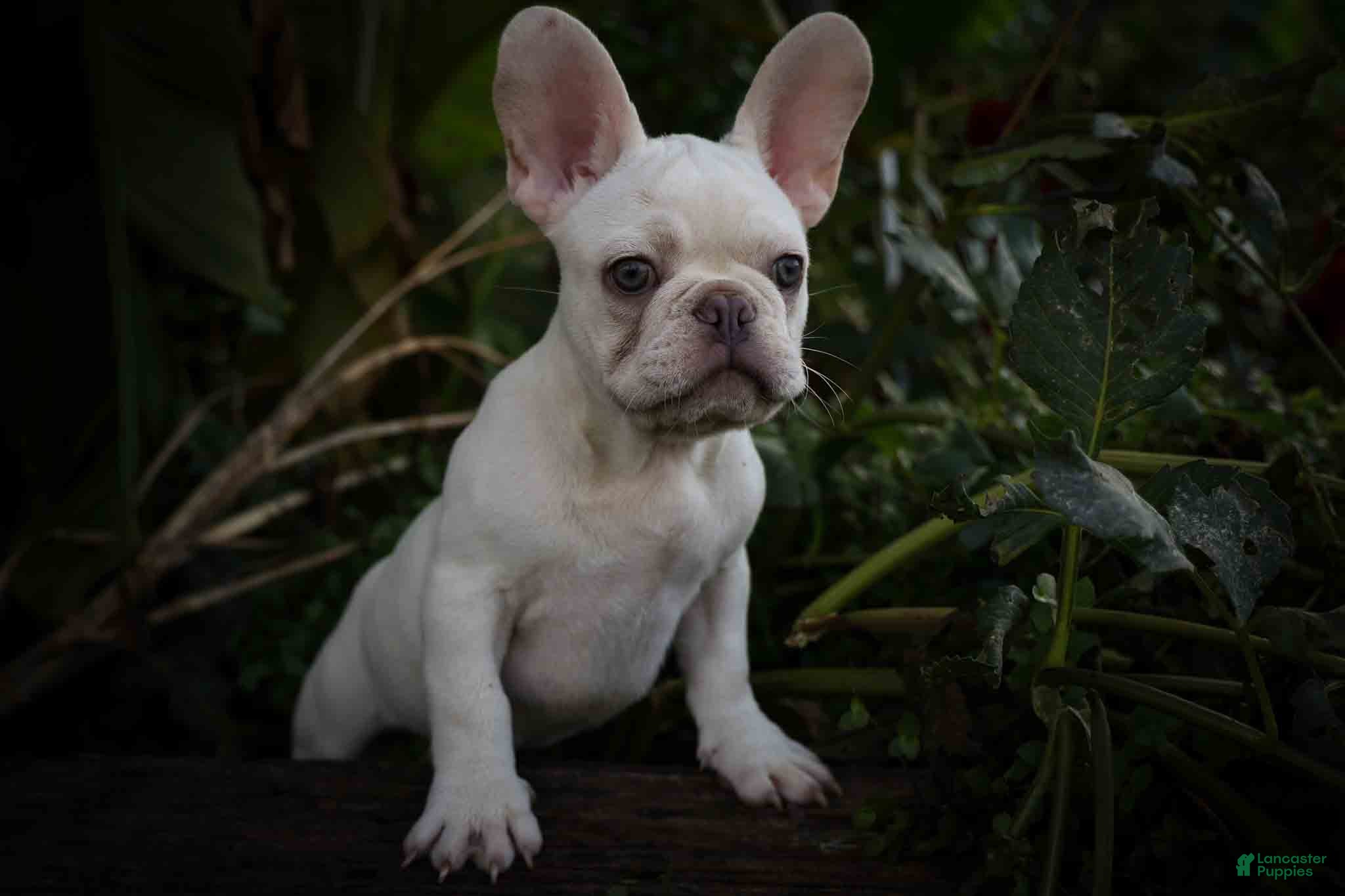 French Bulldog dogs Snoopy 🐶 - Ad 2