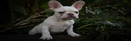French Bulldog dogs for sale: Snoopy 🐶 - Ad 3