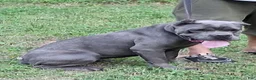 Cane Corso dogs for sale: Cane Corso Puppy 1 - Ad 4