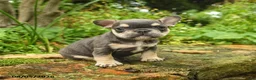French Bulldog dogs for sale: Meg - Ad 4