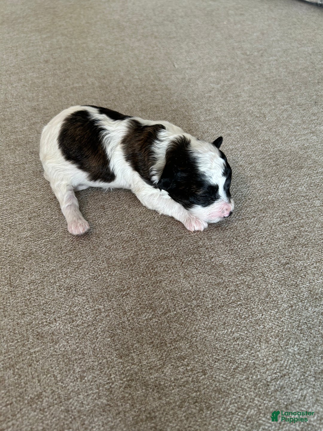 Toy Poodle dogs for sale: Toy Poodle Puppy 1 - Ad 5