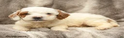 Miniature Poodle dogs for sale: Max - Ad 3