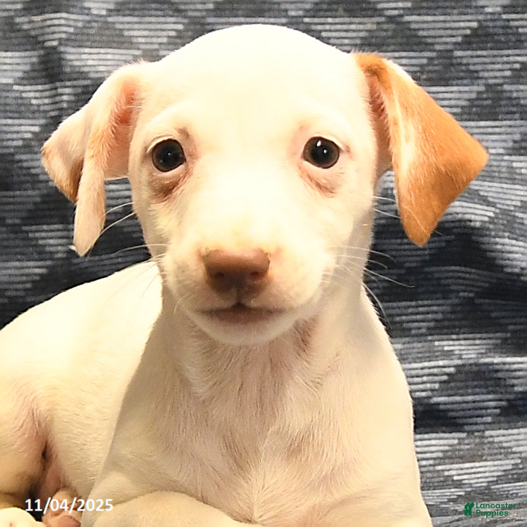 Jack Russell Terrier dogs for sale: Alice - Ad 4