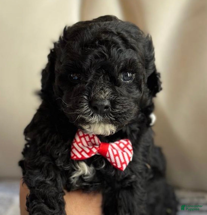 Maltipoo dogs for sale: Bruno - Ad 40