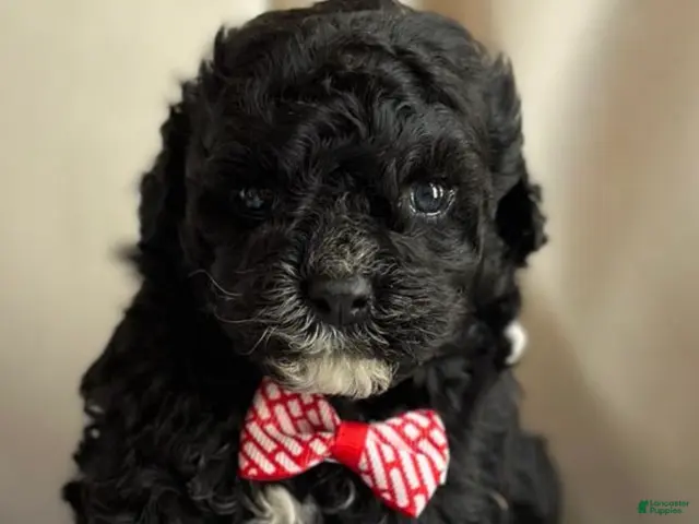 Maltipoo dogs for sale: Bruno - Ad 40