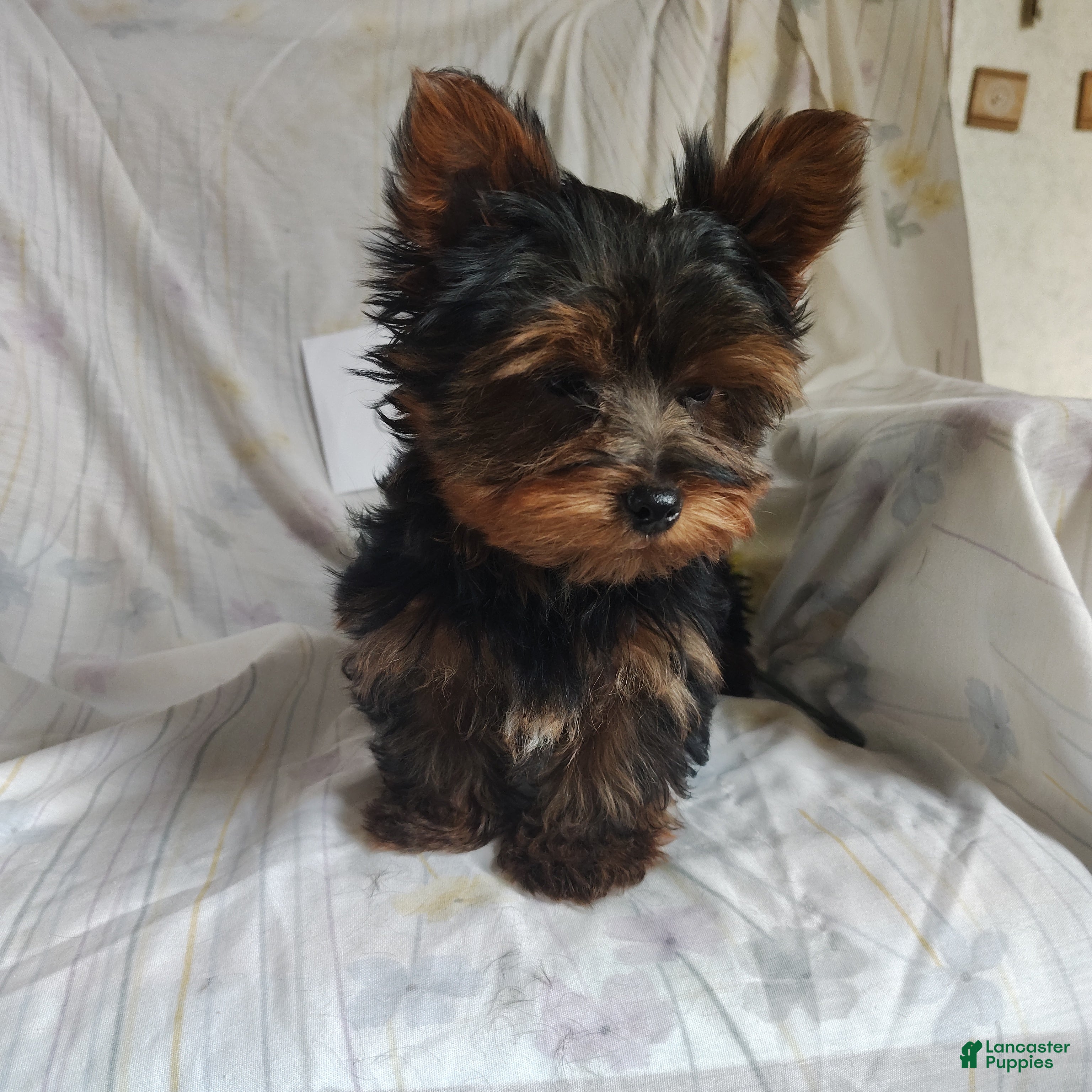 Yorkshire Terrier dogs Champ - Ad 1