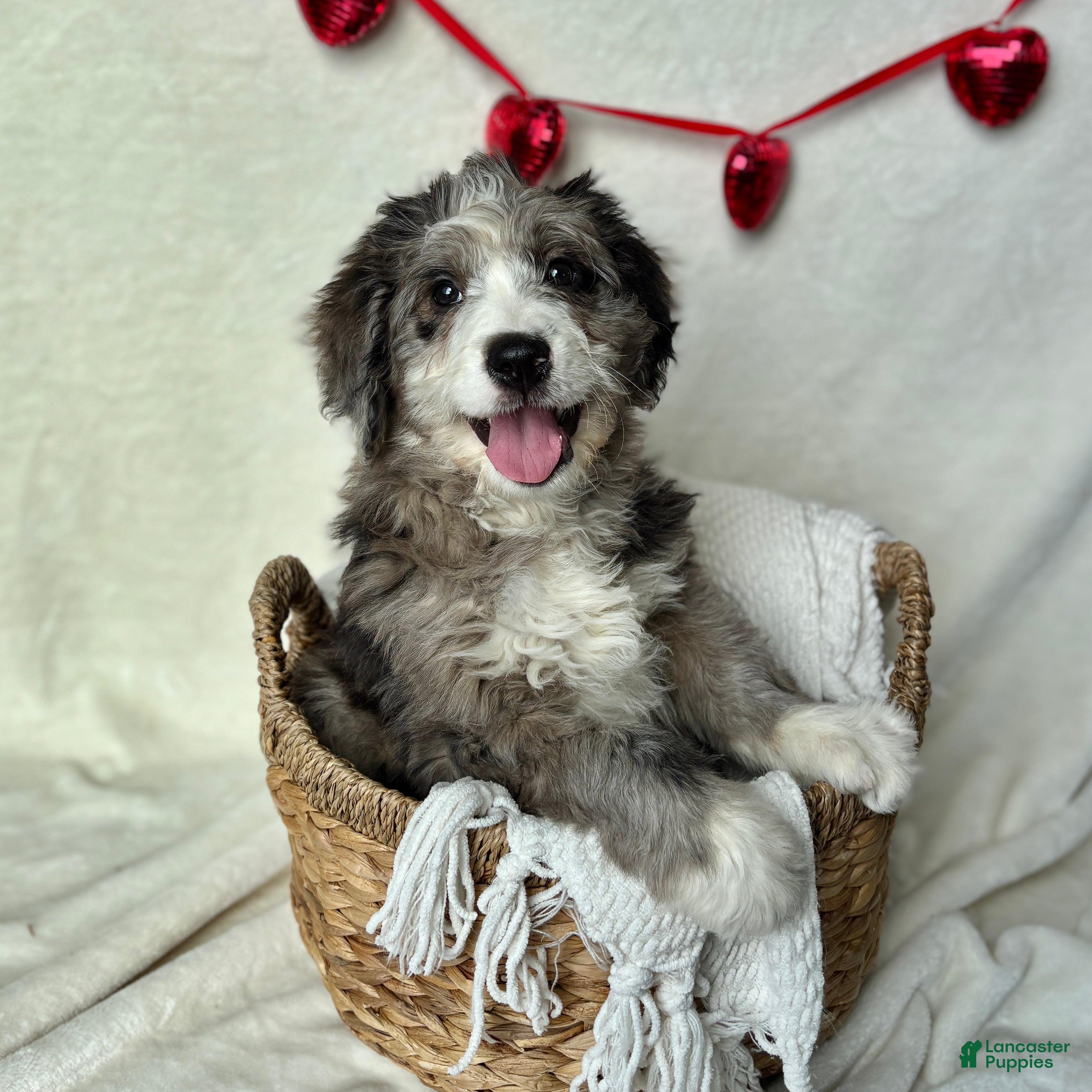 Bernedoodle dogs Rocky (Updated pictures!) - Ad 1