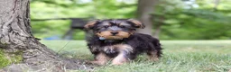 Yochon dogs for sale: Landon - Ad 6