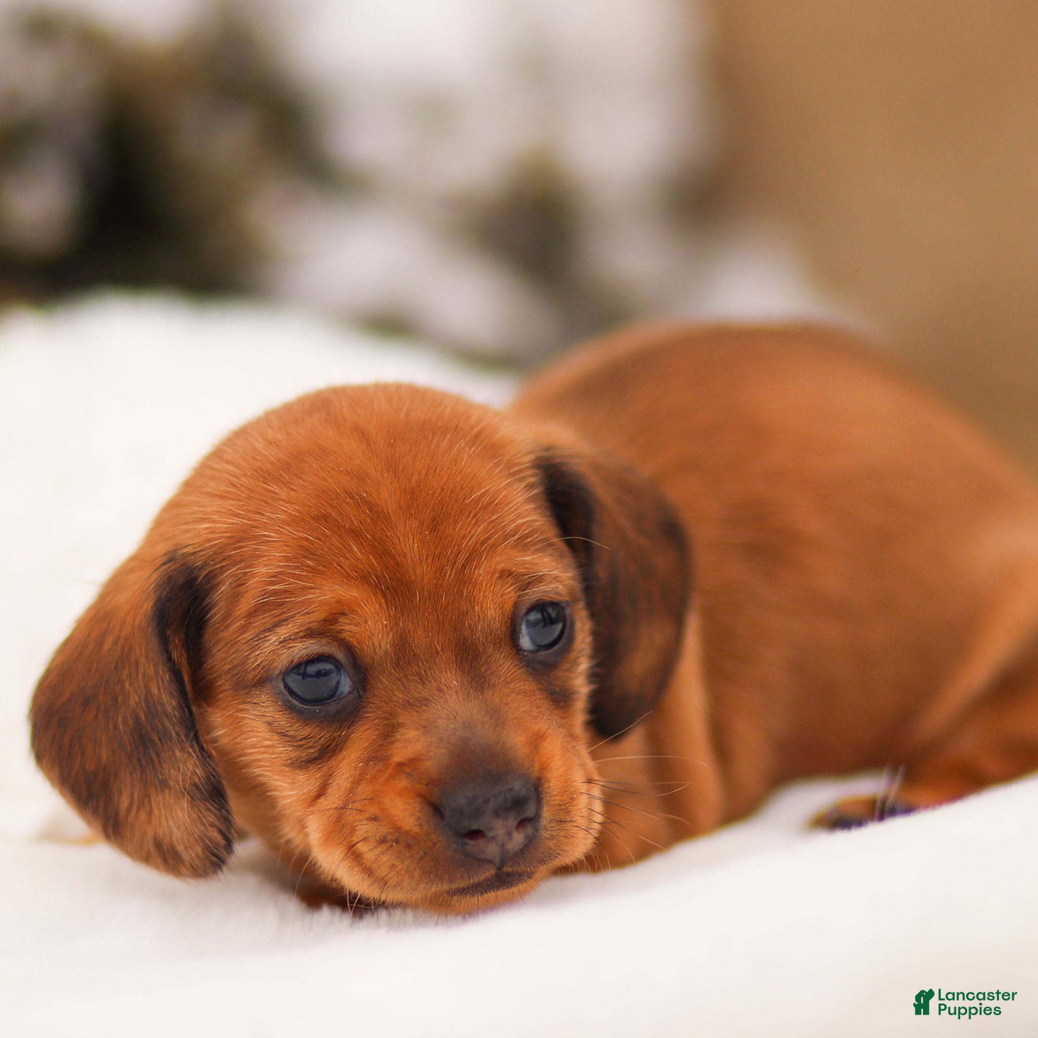 Miniature Dachshund dogs Izzy Miniature Dachshund - Ad 1