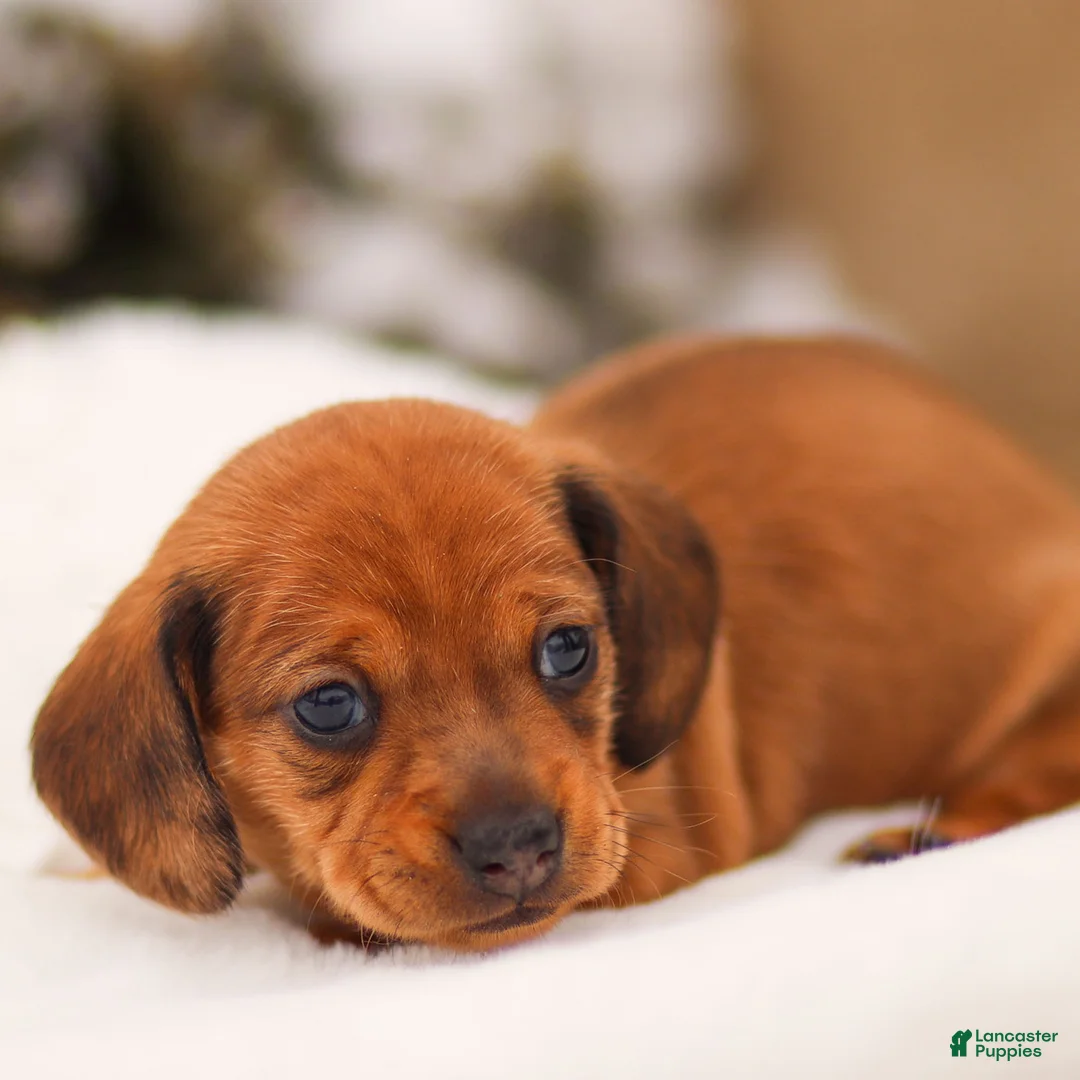 Miniature Dachshund dogs for sale: Izzy Miniature Dachshund - Ad 1