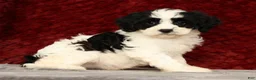 Cavapoo dogs for sale: Kimberly - Ad 5