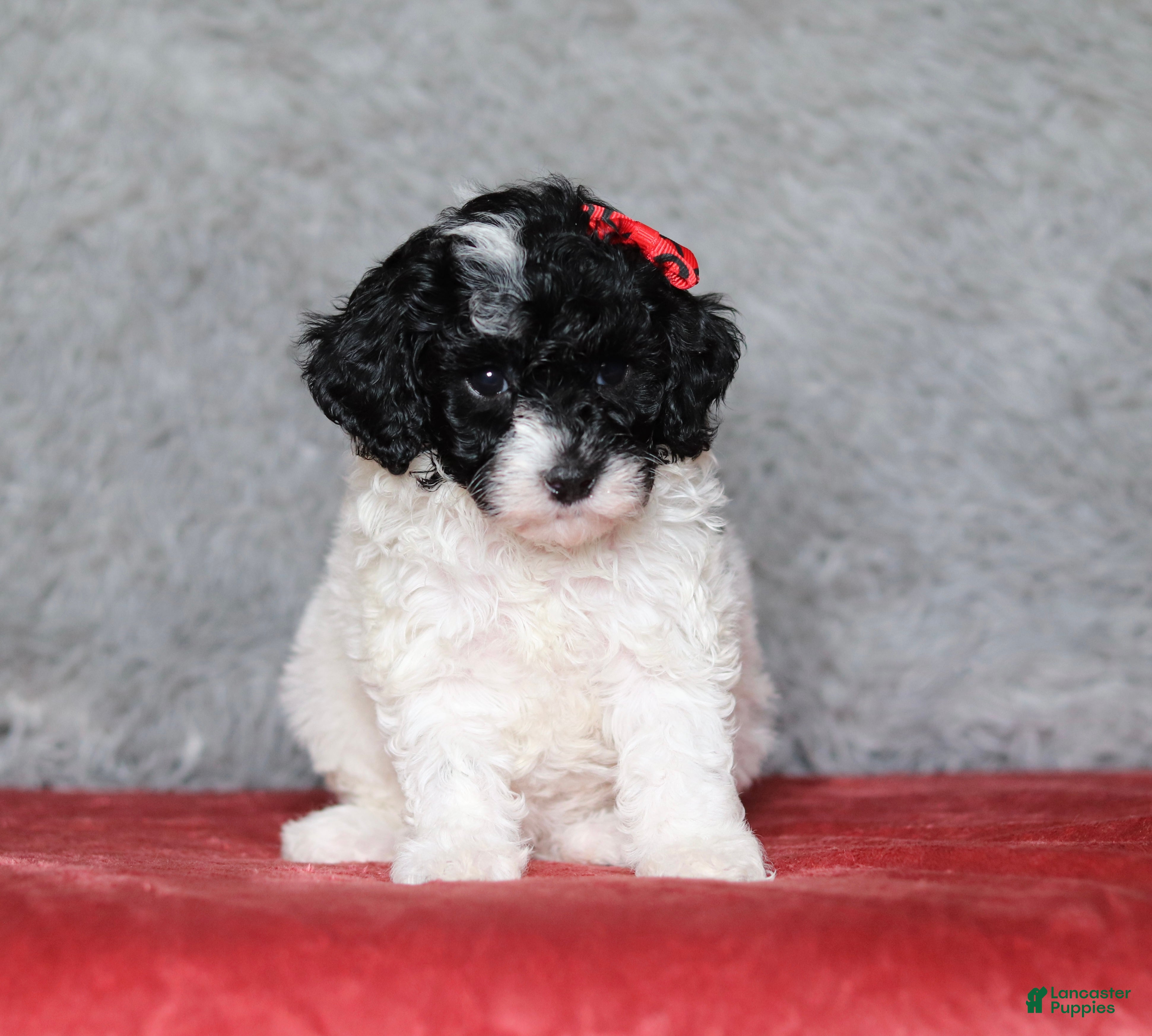 Mixed Breed dogs Paisley  - Ad 1