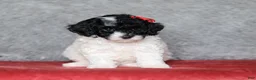 Mixed Breed dogs for sale: Paisley  - Ad 1