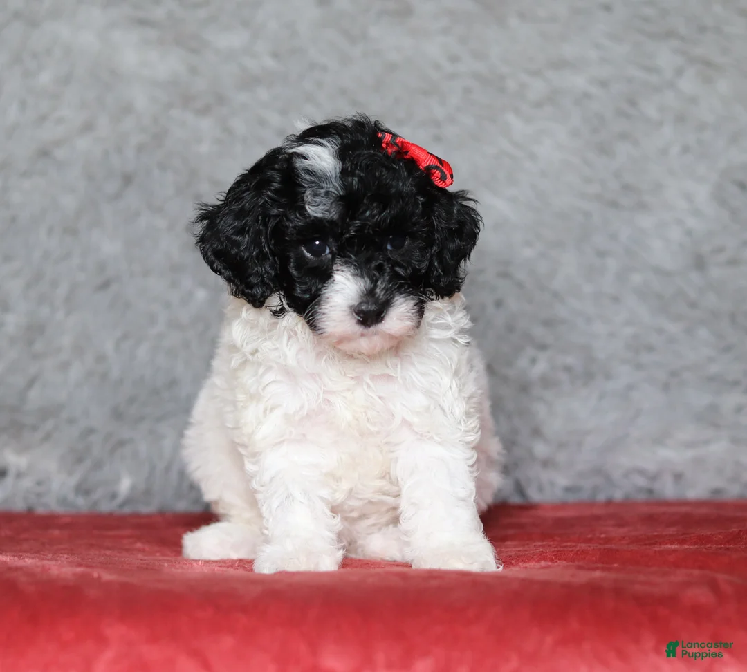Mixed Breed dogs for sale: Paisley  - Ad 1