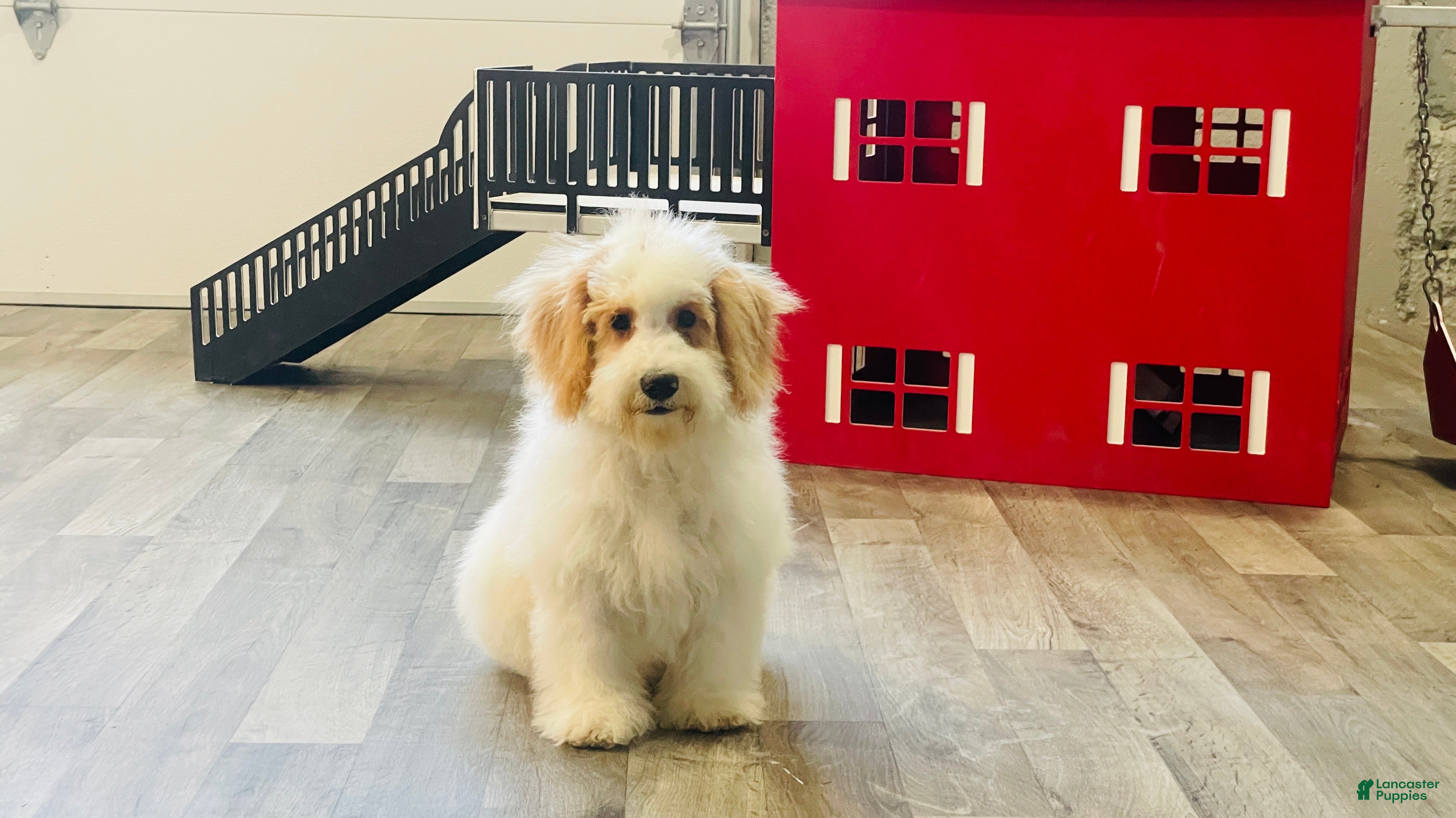 Miniature Poodle dogs Dazzler Miniature Poodle  - Ad 1