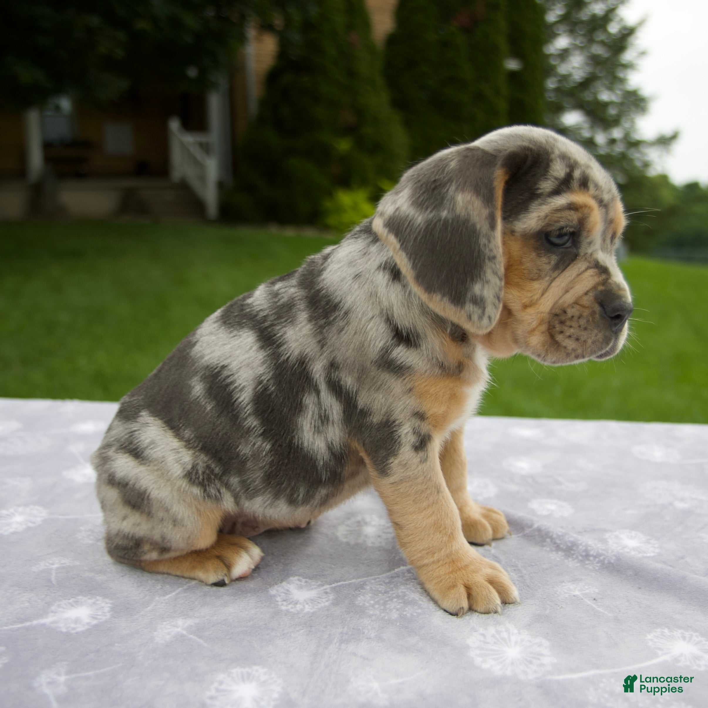 Beabull dogs Dixie - Ad 2
