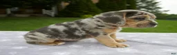 Beabull dogs for sale: Dixie - Ad 2
