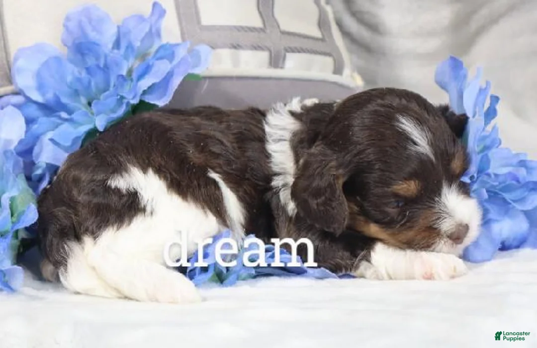 Cavapoo dogs for sale: Echo - Ad 2