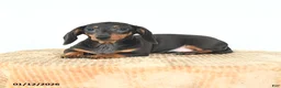 Miniature Dachshund dogs for sale: Sadie - Ad 4