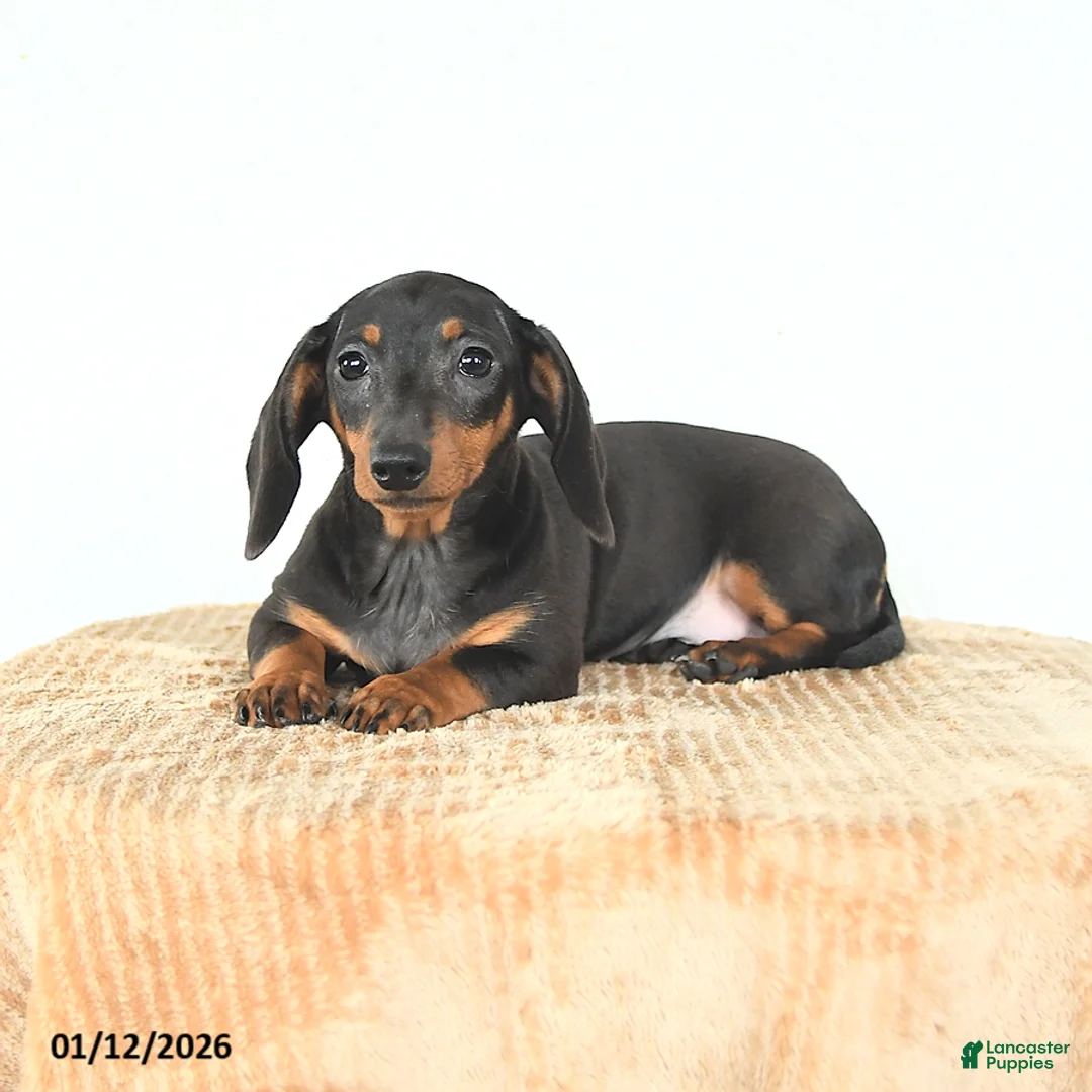 Miniature Dachshund dogs for sale: Sadie - Ad 4