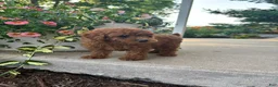 Bichpoo dogs for sale: Parker - Ad 4