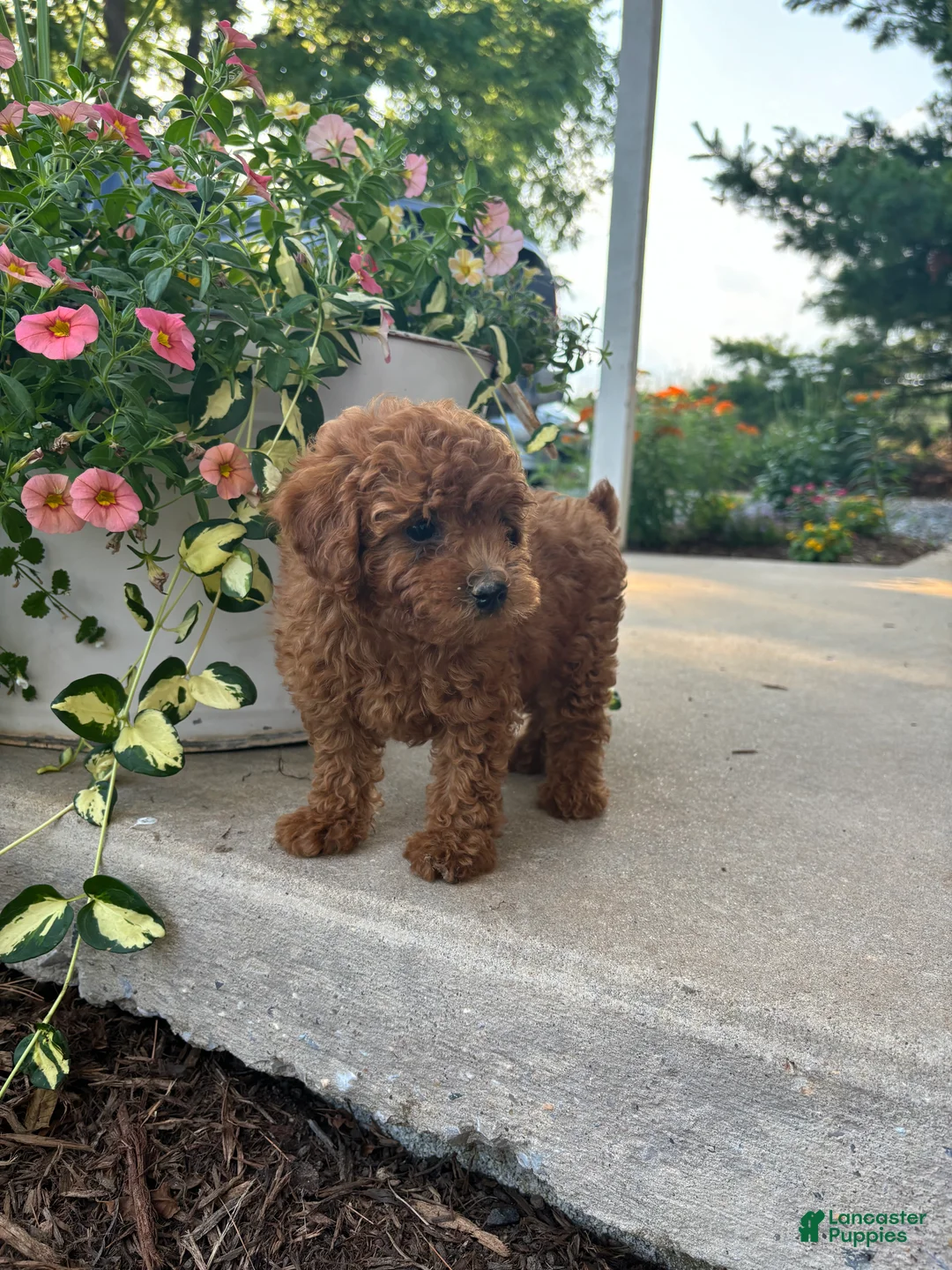 Bichpoo dogs for sale: Parker - Ad 4