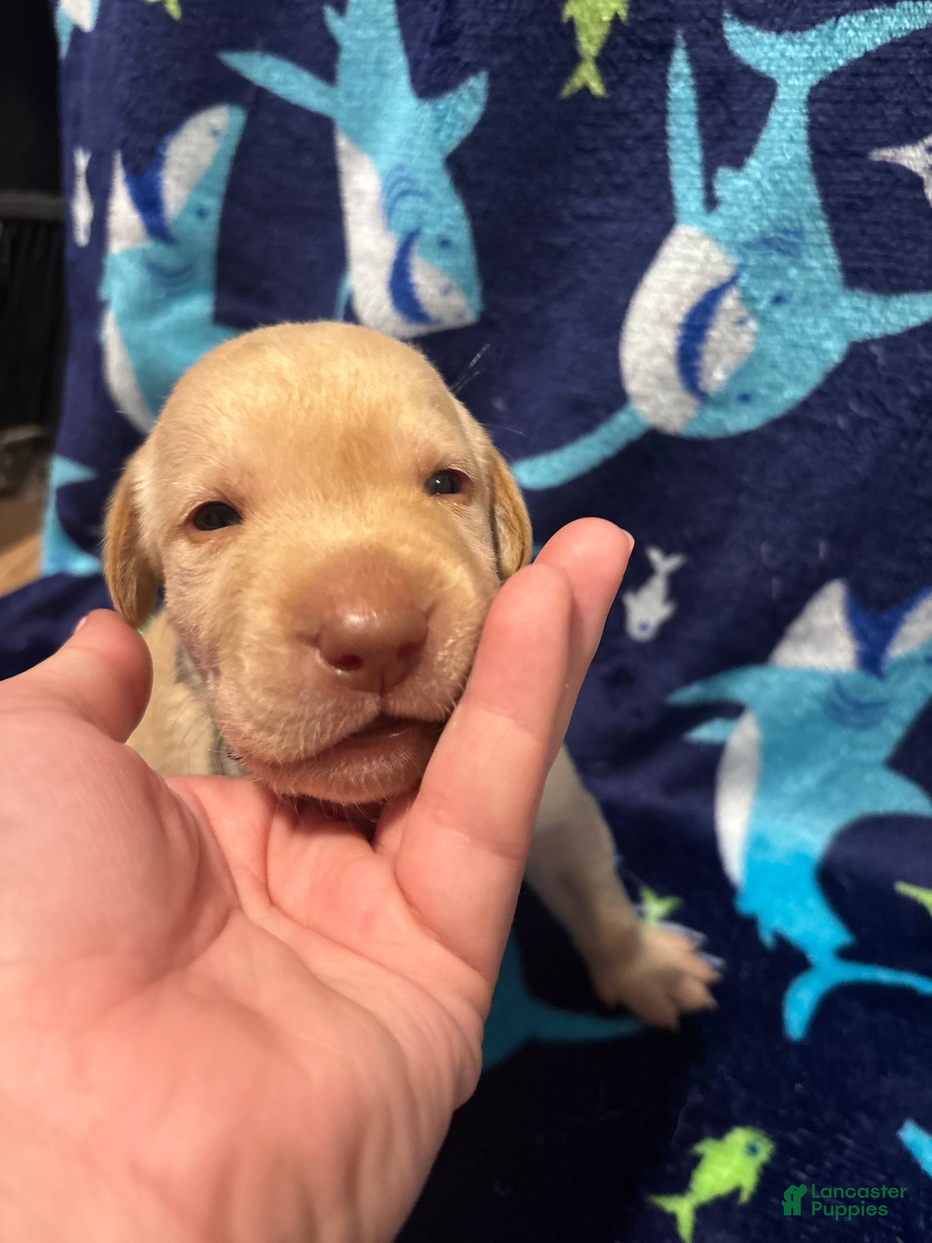 Labrador Retriever dogs Theodore (lime)  - Ad 18