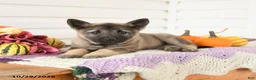 Mixed Breed dogs for sale: Autumn - Ad 3