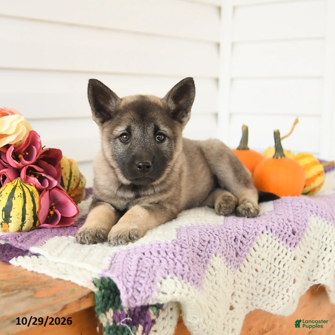 Mixed Breed dogs for sale: Autumn - Ad 3