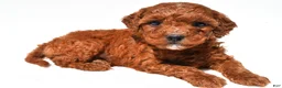 Mini Goldendoodle dogs for sale: Fritz  - Ad 8