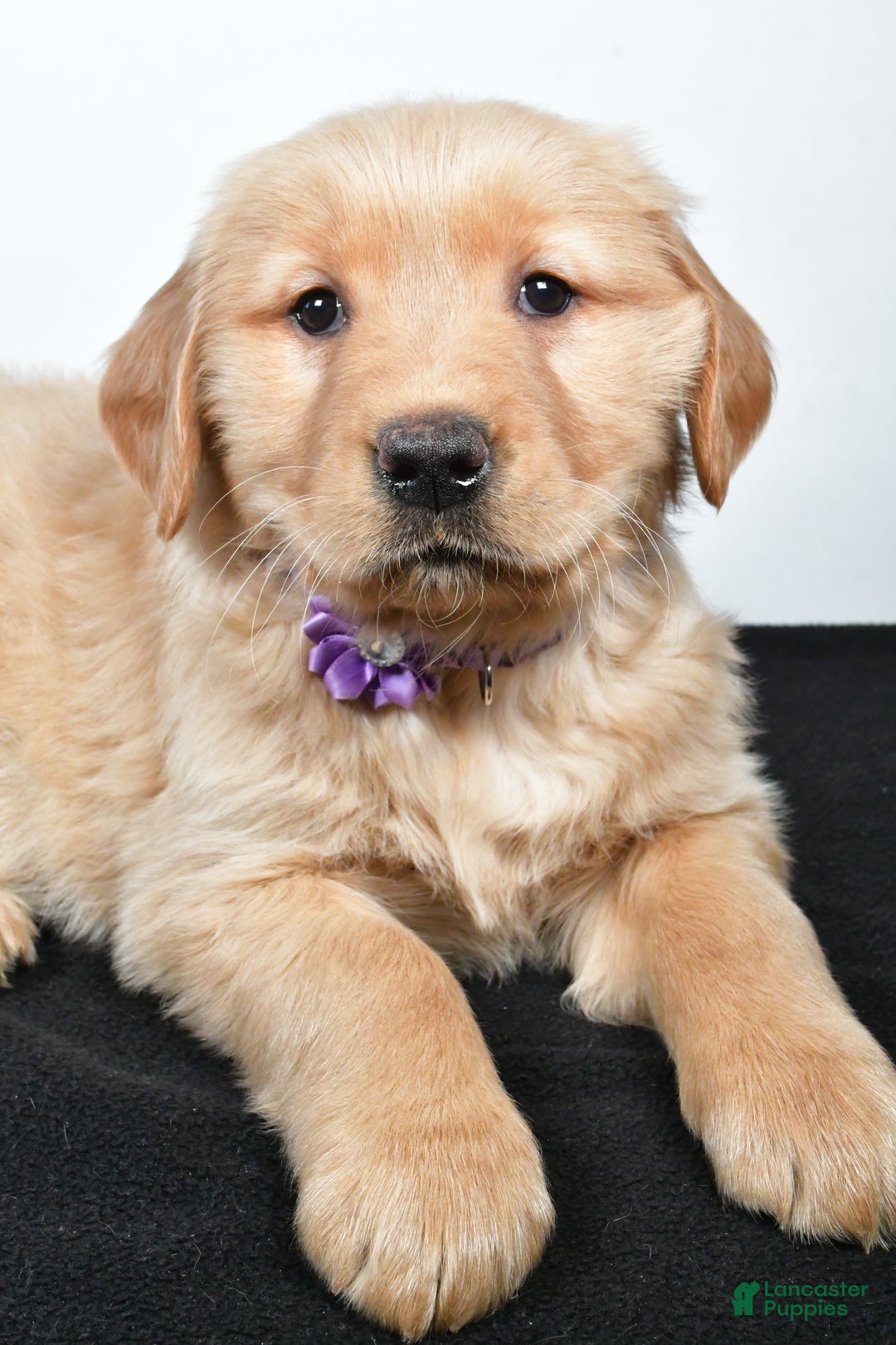 Golden Retriever dogs for sale: Jana - Ad 8