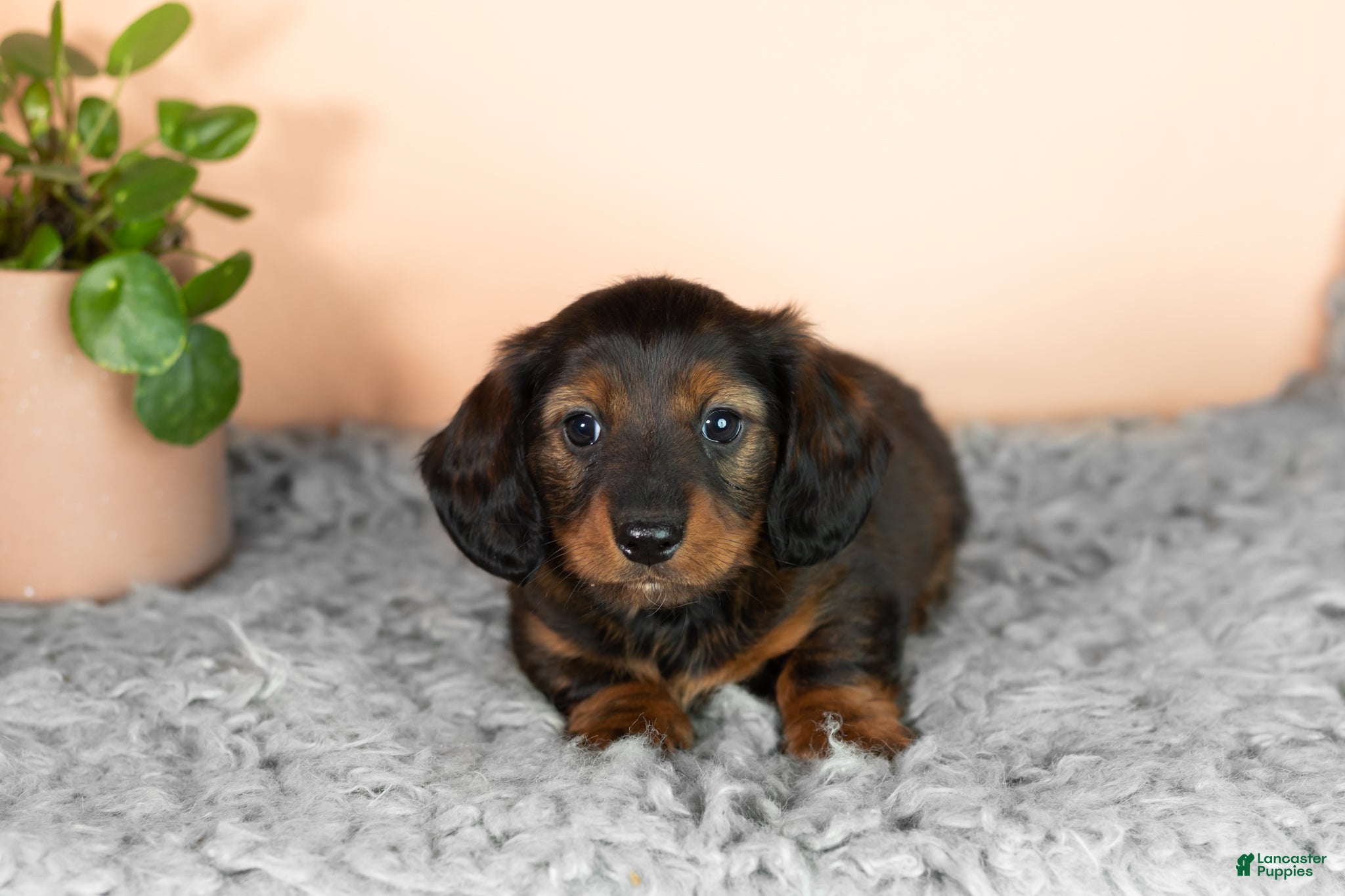 Miniature Dachshund dogs Buddy  - Ad 29