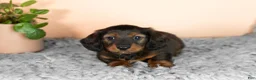 Miniature Dachshund dogs for sale: Buddy  - Ad 1