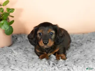 Miniature Dachshund dogs Buddy - Ad 29