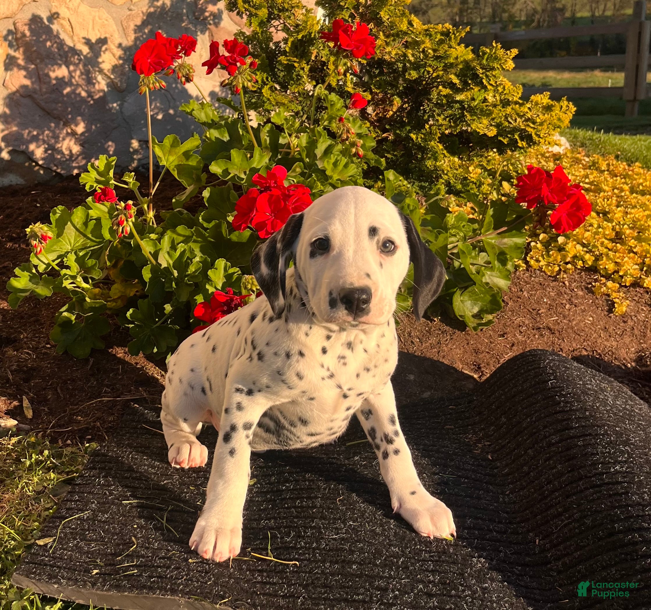 Dalmatian dogs for sale: Rex❤️Akc Genetic Health Tested  - Ad 1