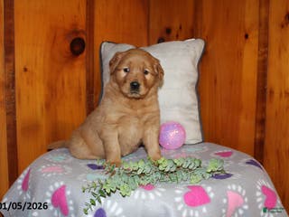 Golden Retriever dogs Clove - Ad 14
